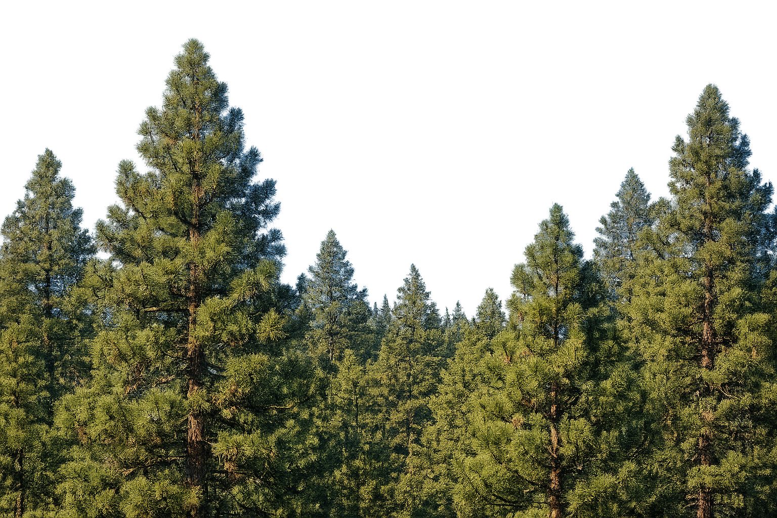 Pine trees in Indian Valley